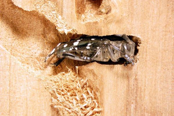Gallery of Forest Pests | Vermont Invasives